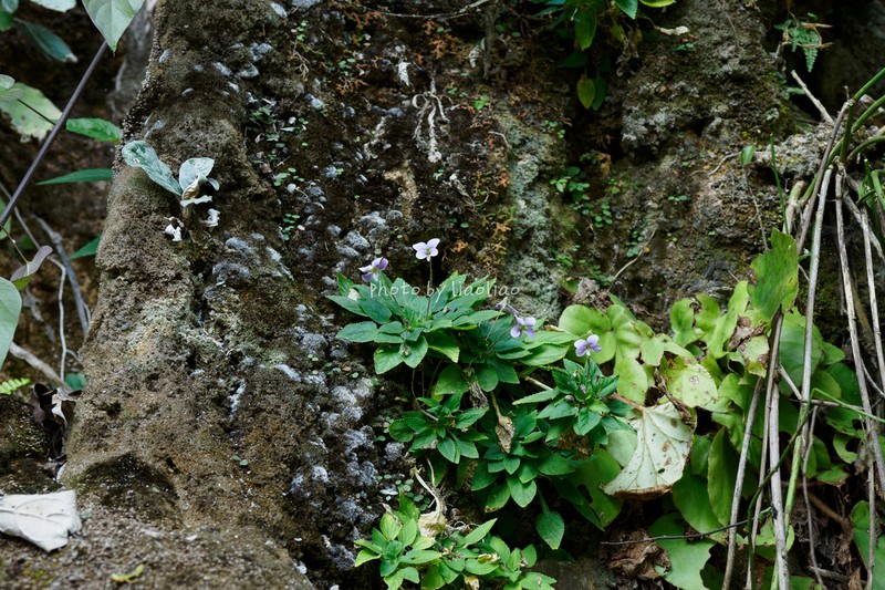 Viola pendulipes photo 2