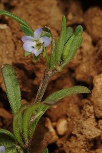 Viola pentadactyla