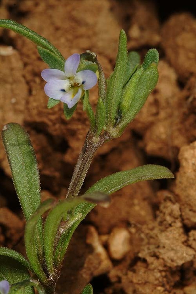 Viola pentadactyla