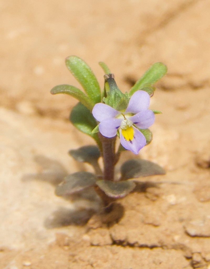 Viola pentadactyla photo 2