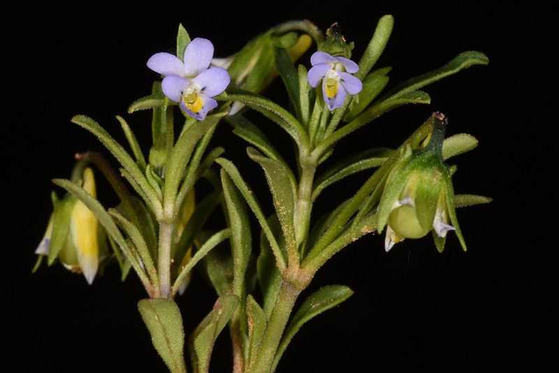 Viola pentadactyla photo 3