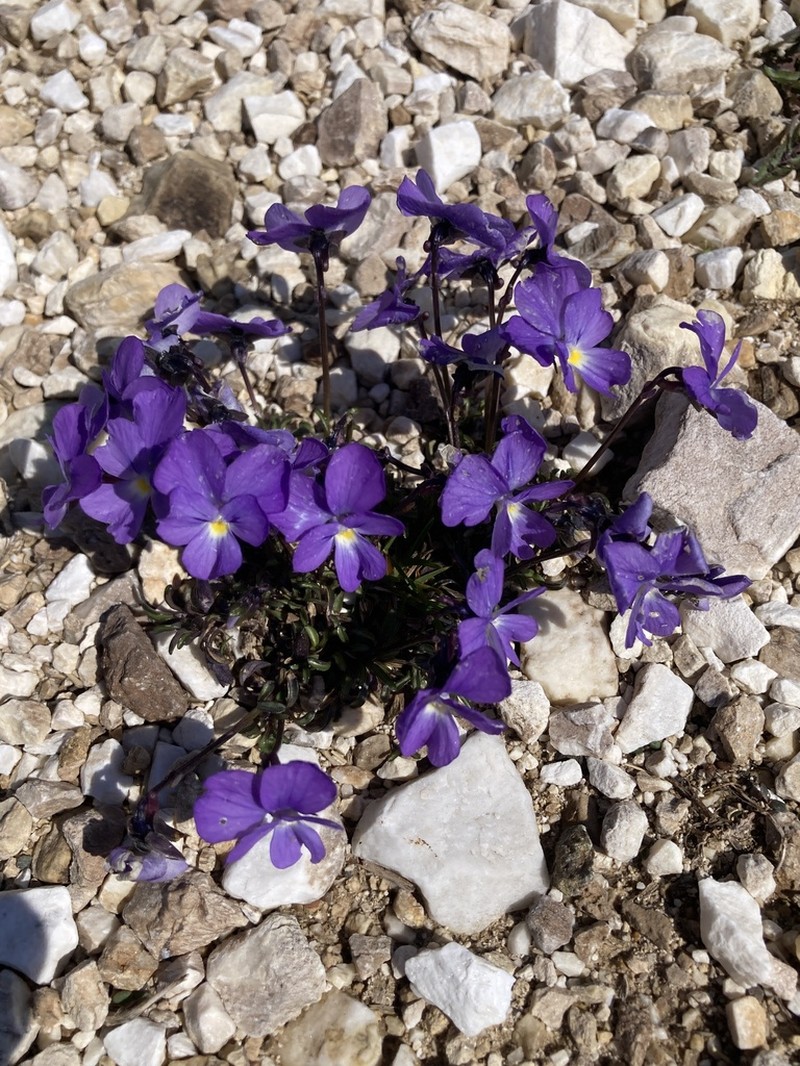 Viola perinensis