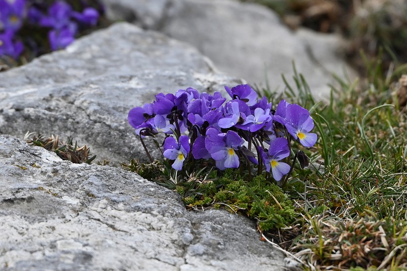 Viola perinensis photo 2