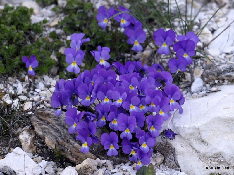 Viola perinensis photo 3
