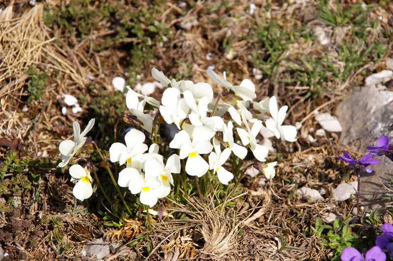 Viola perinensis photo 4