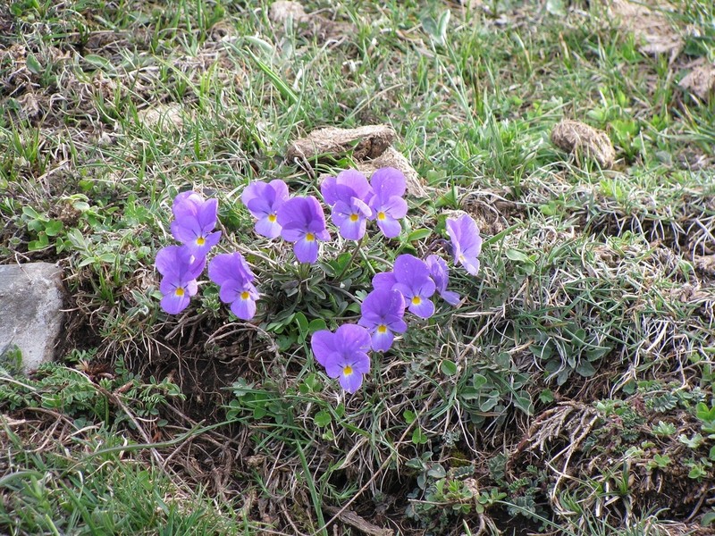 Viola perinensis photo 5