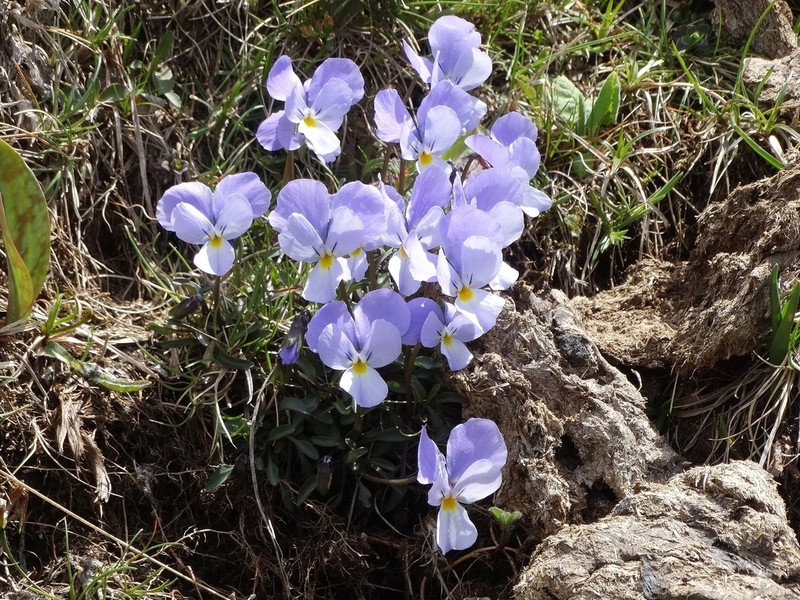 Viola perinensis photo 6
