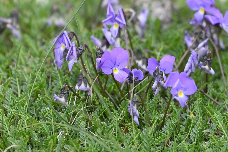 Viola perinensis photo 7