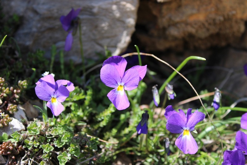 Viola perinensis photo 8
