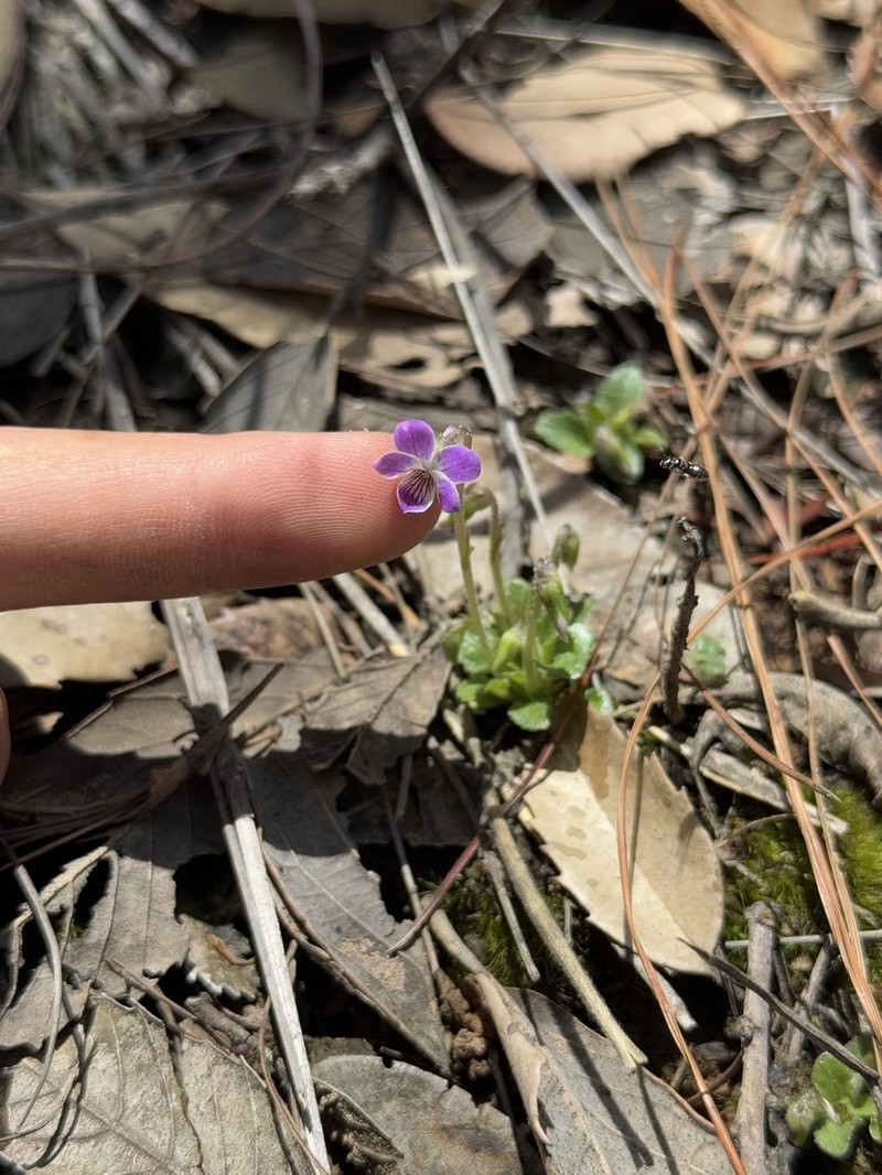 Viola perpusilla