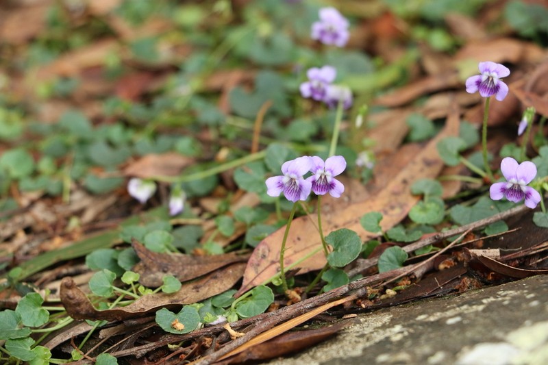 Viola perreniformis photo 2