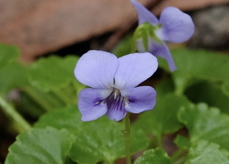 Viola perreniformis photo 3