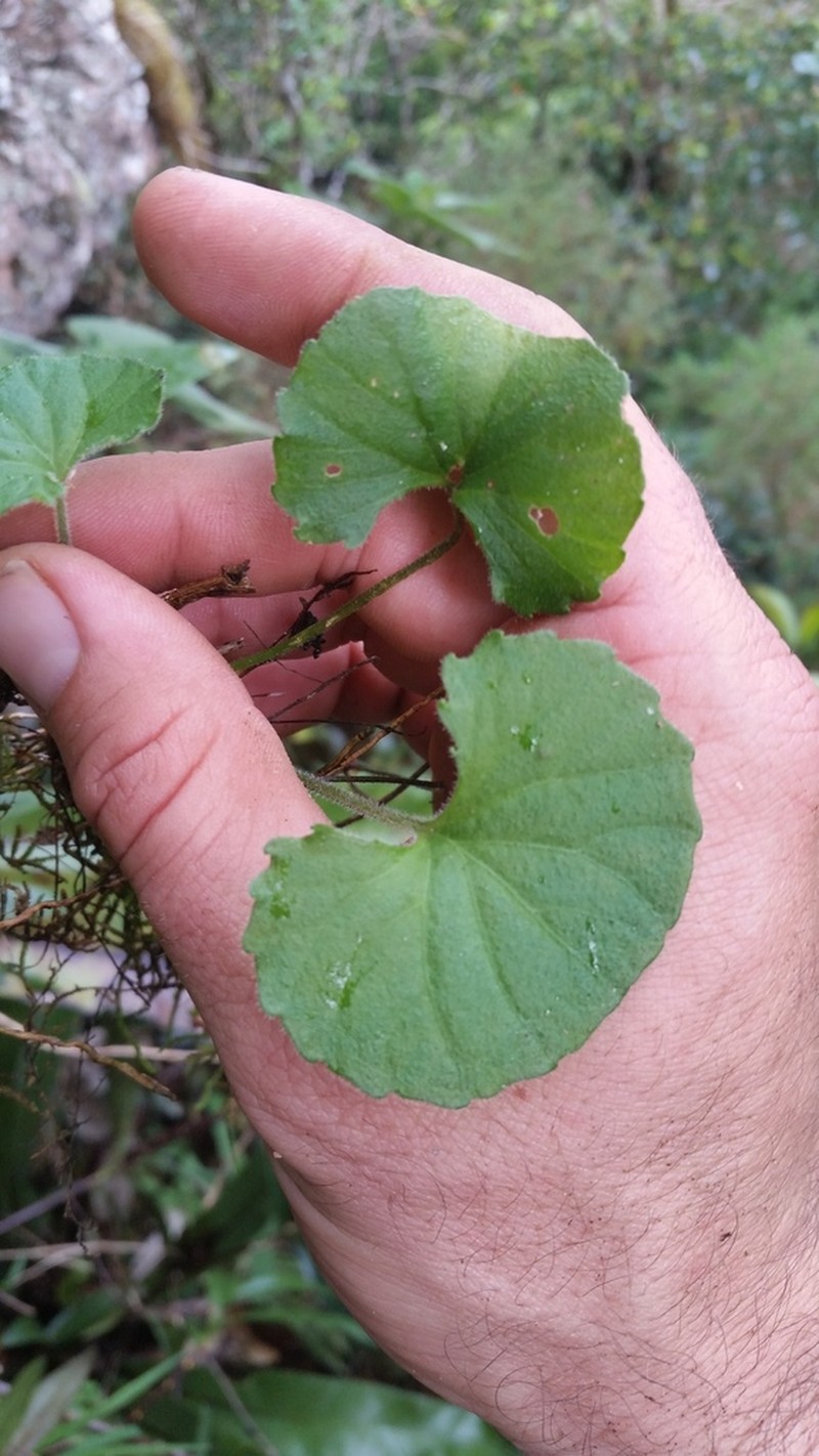 Viola perreniformis photo 4