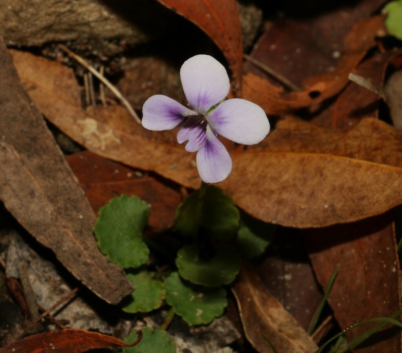 Viola perreniformis photo 5