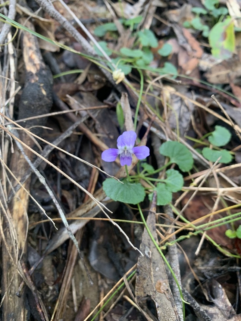 Viola perreniformis photo 6