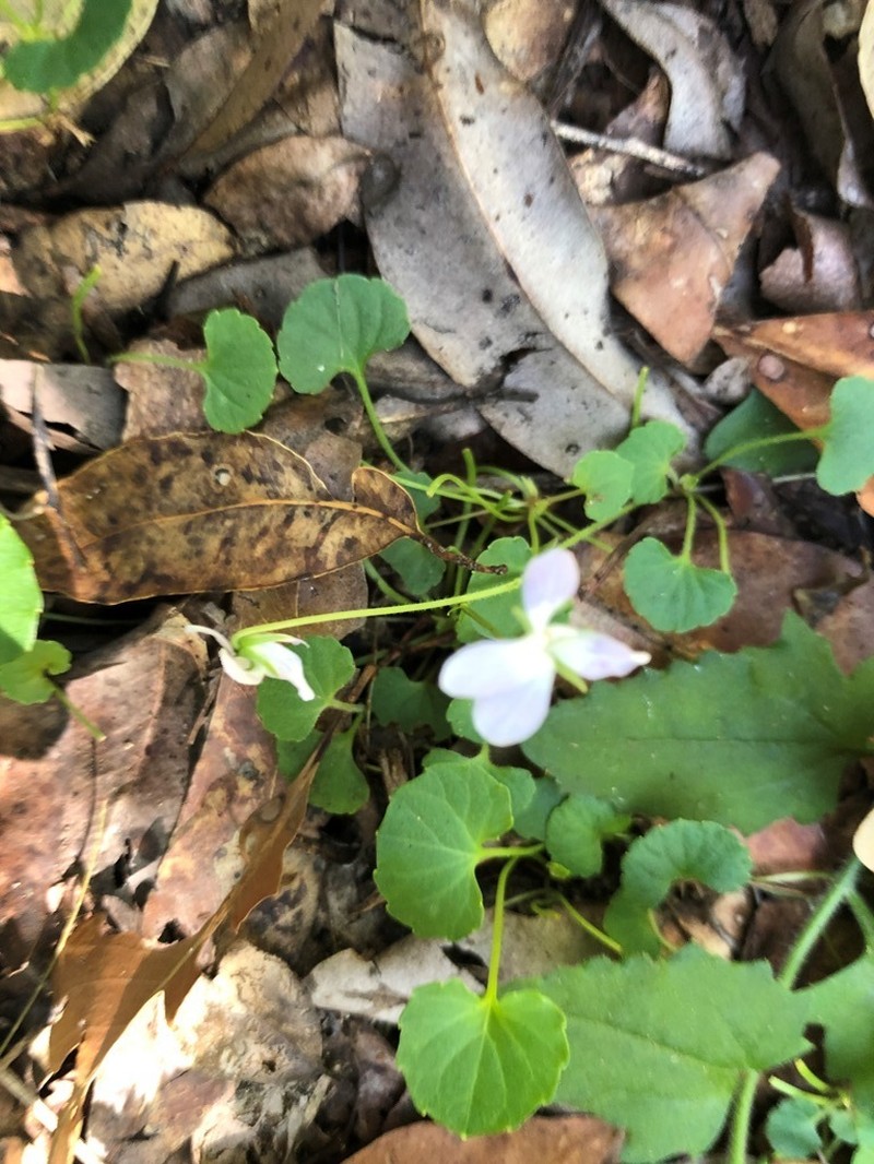 Viola perreniformis photo 7
