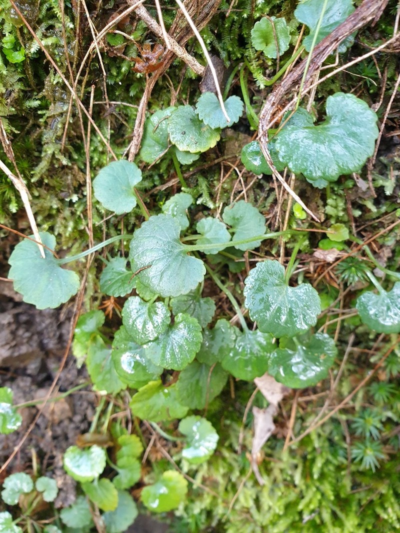 Viola perreniformis photo 8