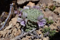 Viola petraea