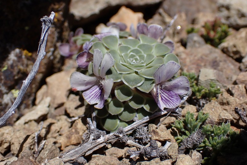Viola petraea