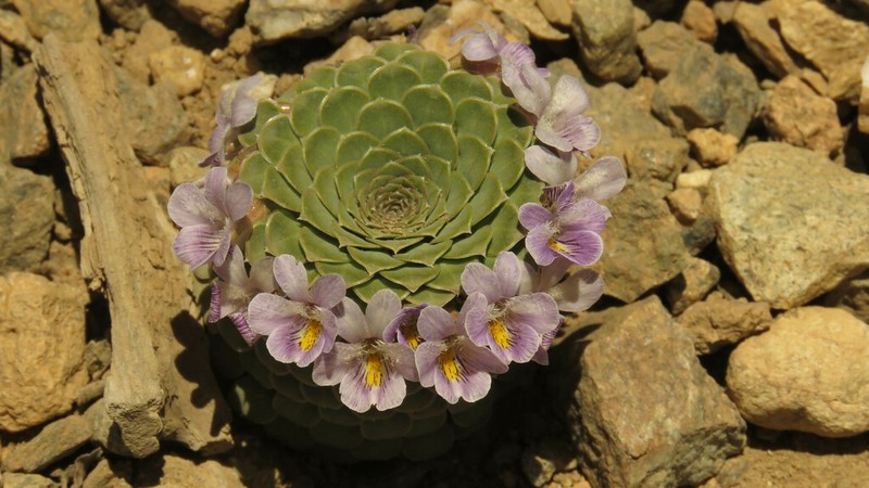 Viola petraea photo 2