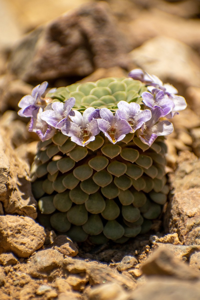 Viola petraea photo 3