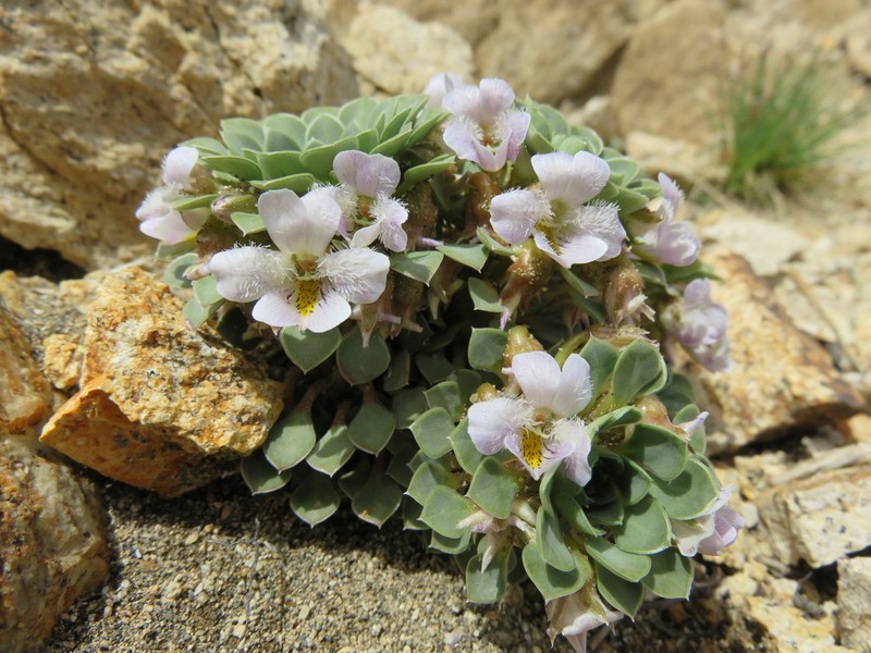 Viola petraea photo 4