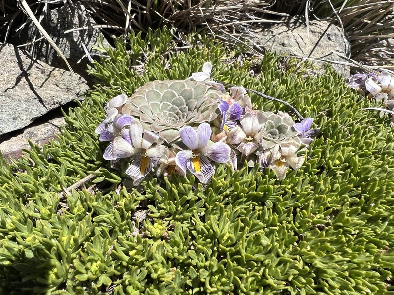 Viola petraea photo 5