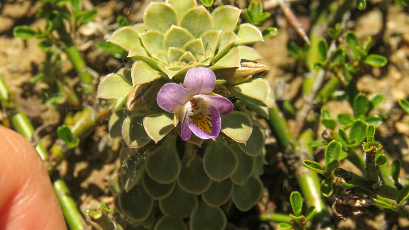 Viola petraea photo 6