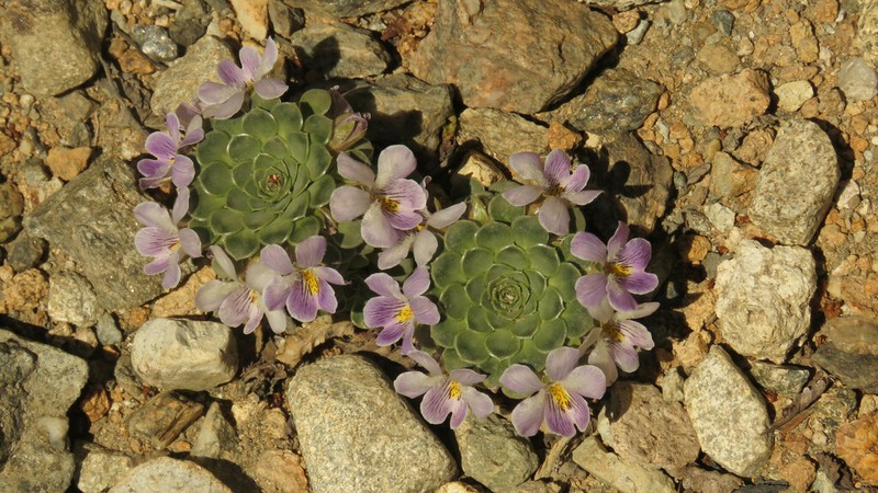 Viola petraea photo 8