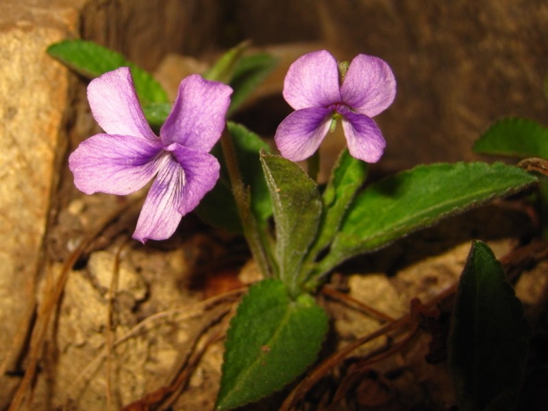 Viola phalacrocarpa