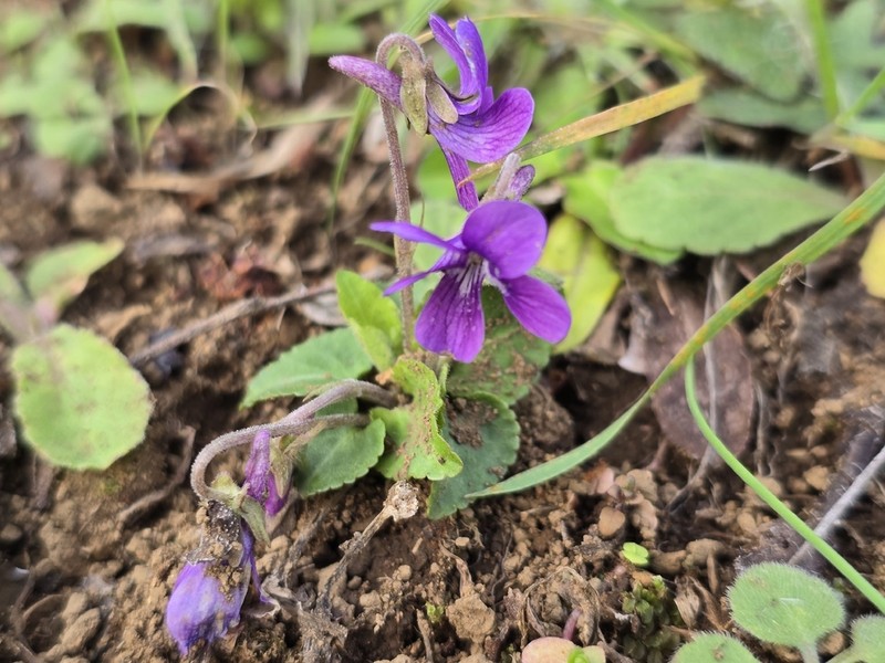 Viola phalacrocarpa photo 2