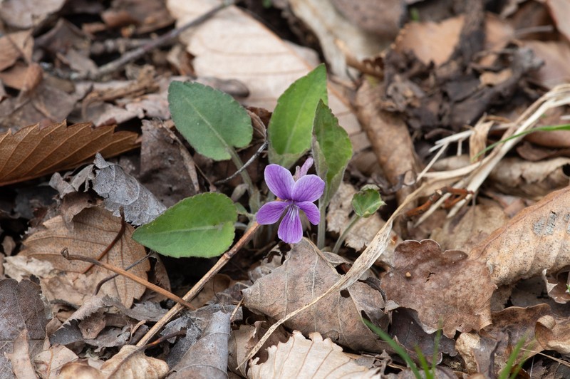 Viola phalacrocarpa photo 3