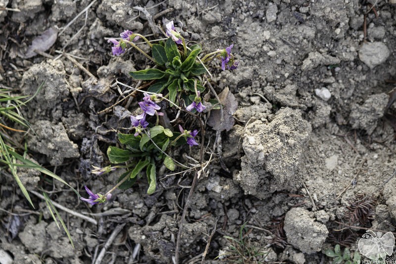 Viola phalacrocarpa photo 4