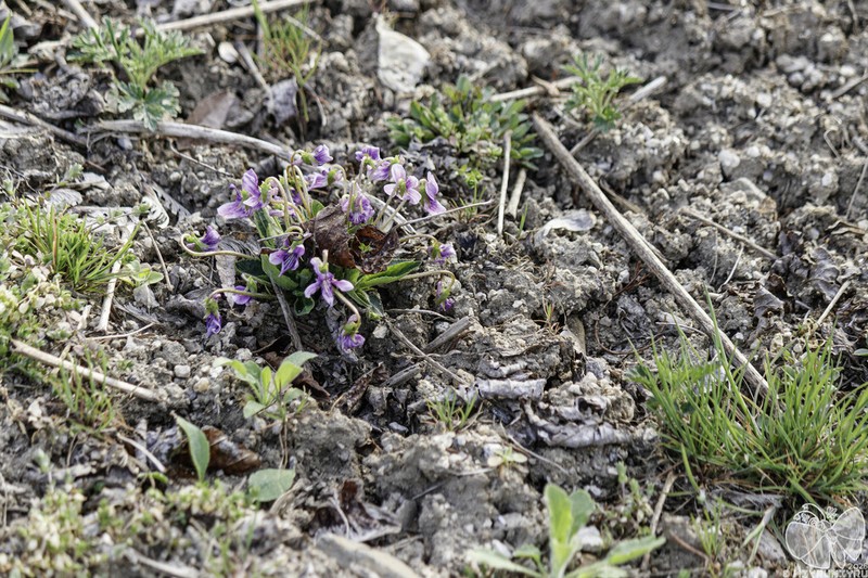 Viola phalacrocarpa photo 5