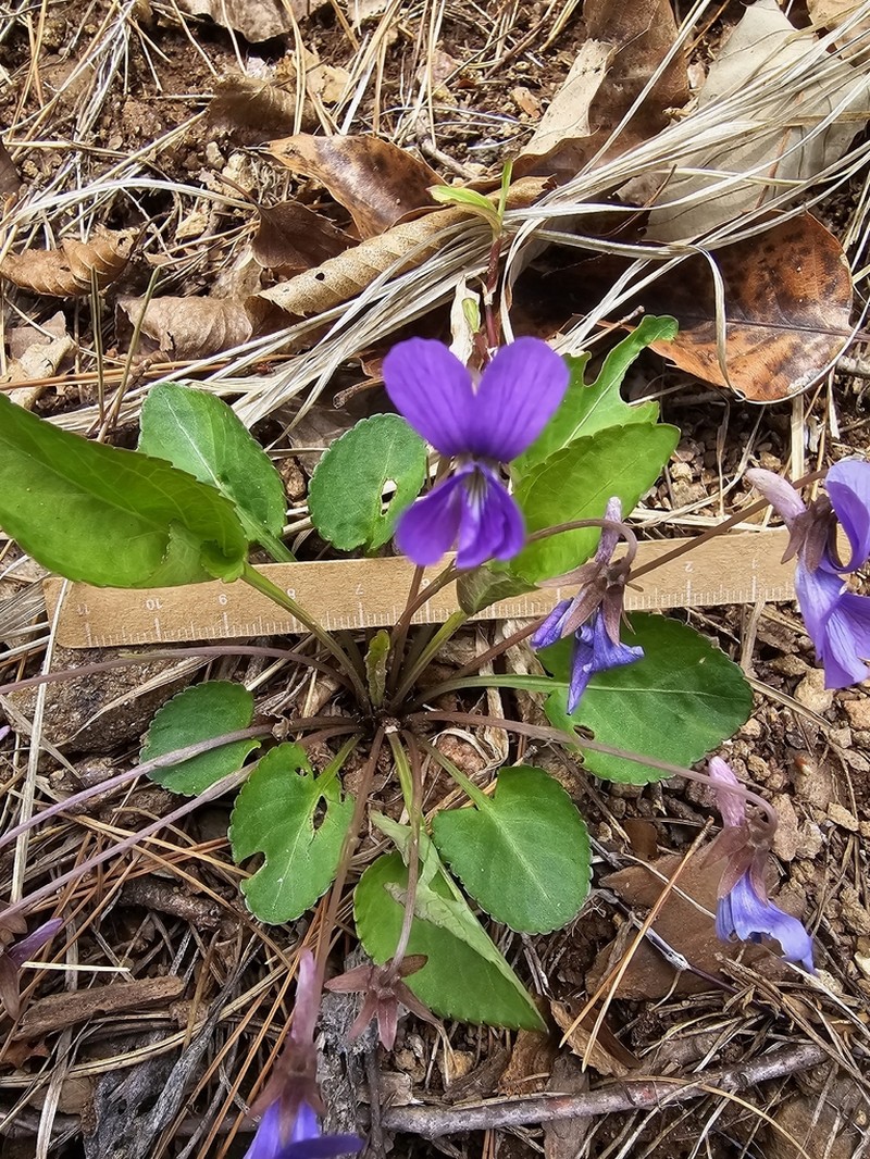 Viola phalacrocarpa photo 6