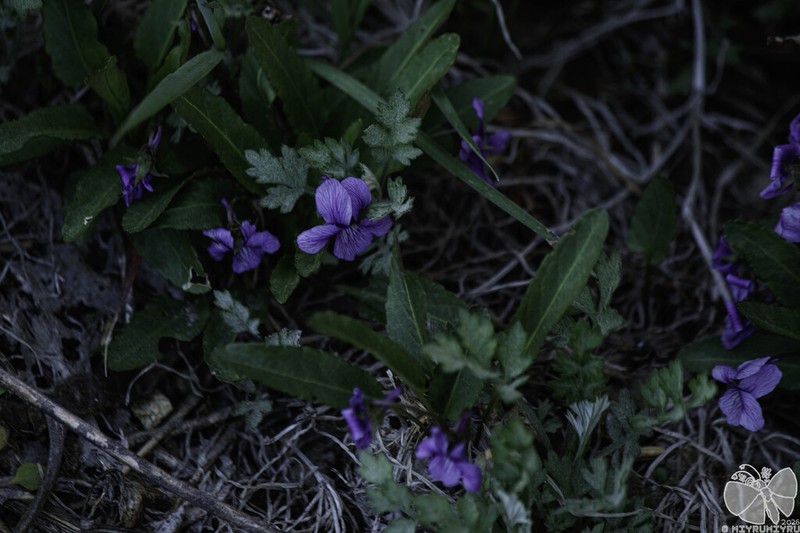 Viola phalacrocarpa photo 7