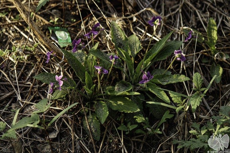 Viola phalacrocarpa photo 8