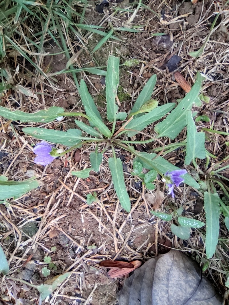 Viola philippica photo 2