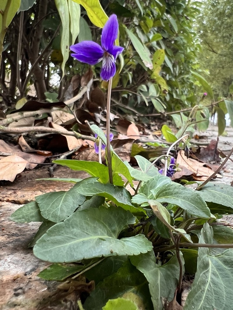 Viola philippica photo 3