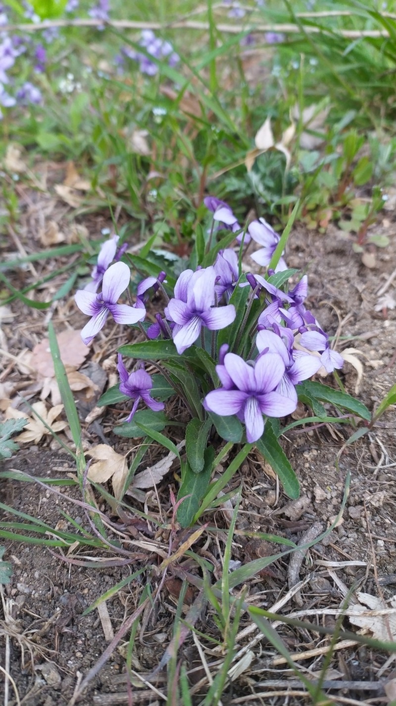 Viola philippica photo 4