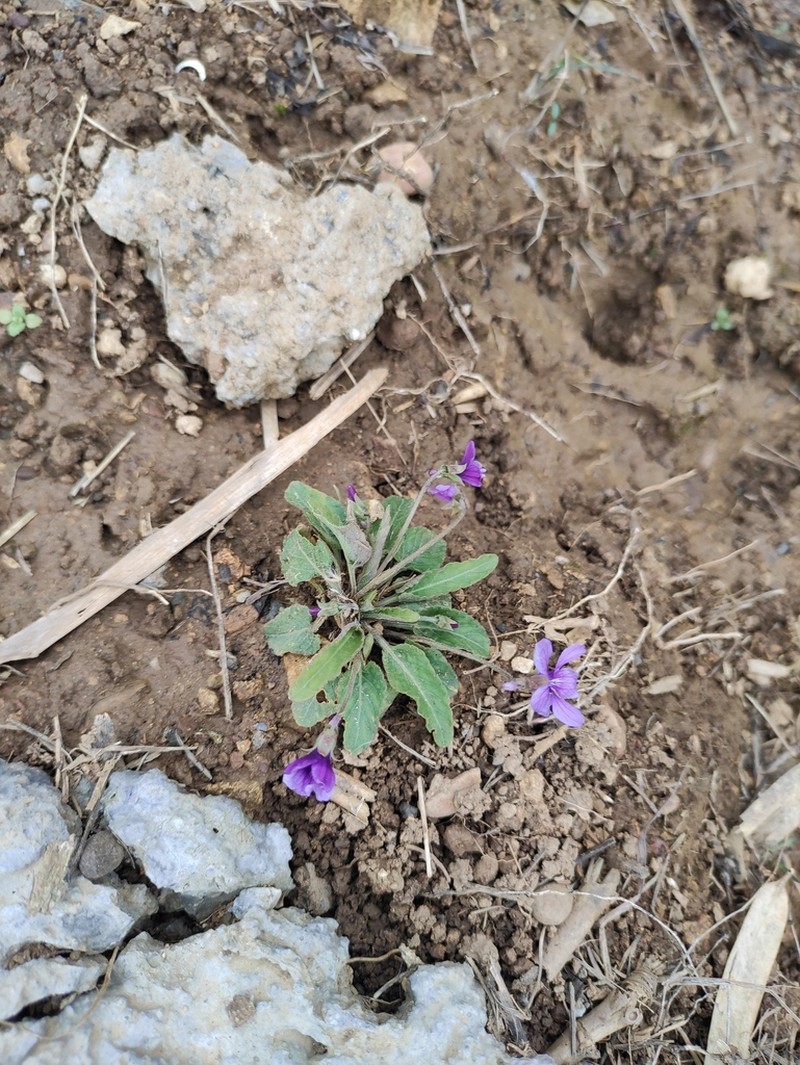 Viola philippica photo 5