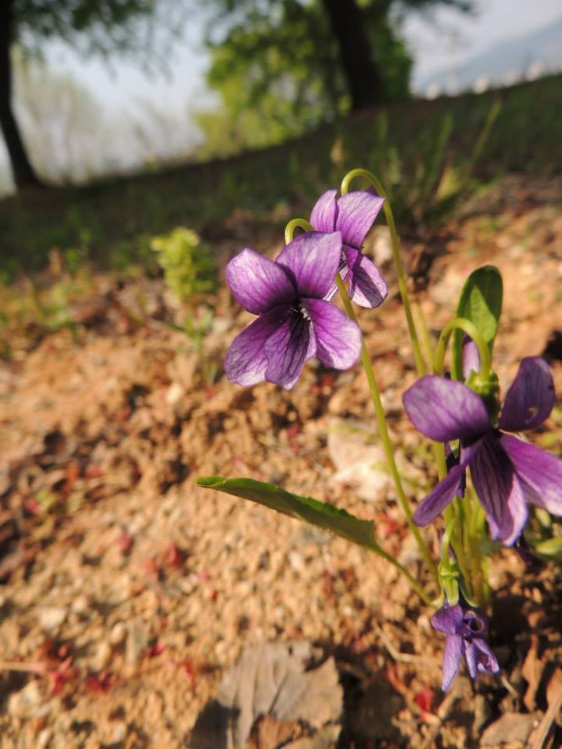 Viola philippica photo 6