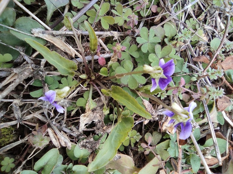 Viola philippica photo 7