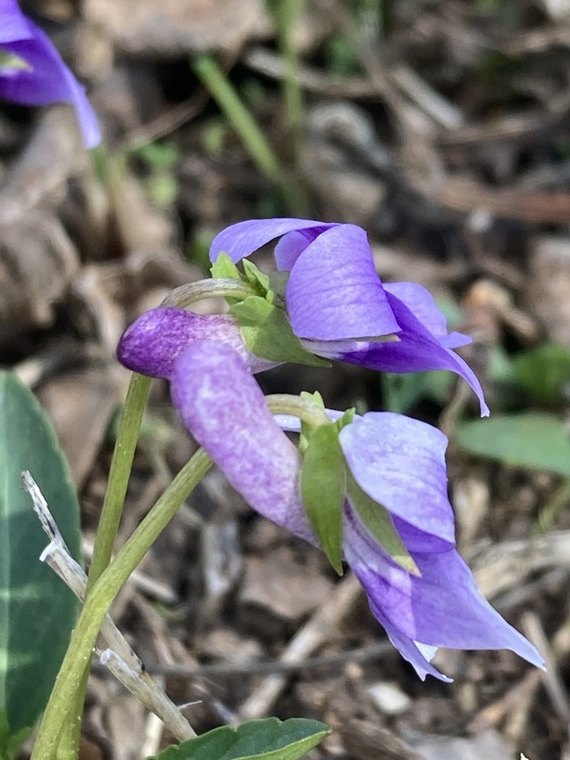 Viola philippica photo 8