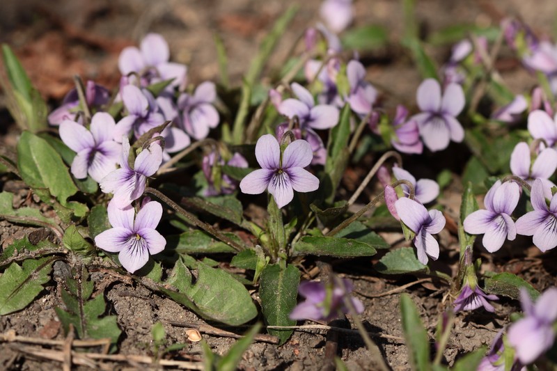 Viola philippica var. philippica