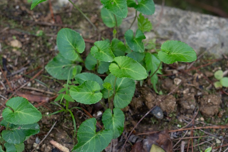 Viola philippica var. pseudojaponica