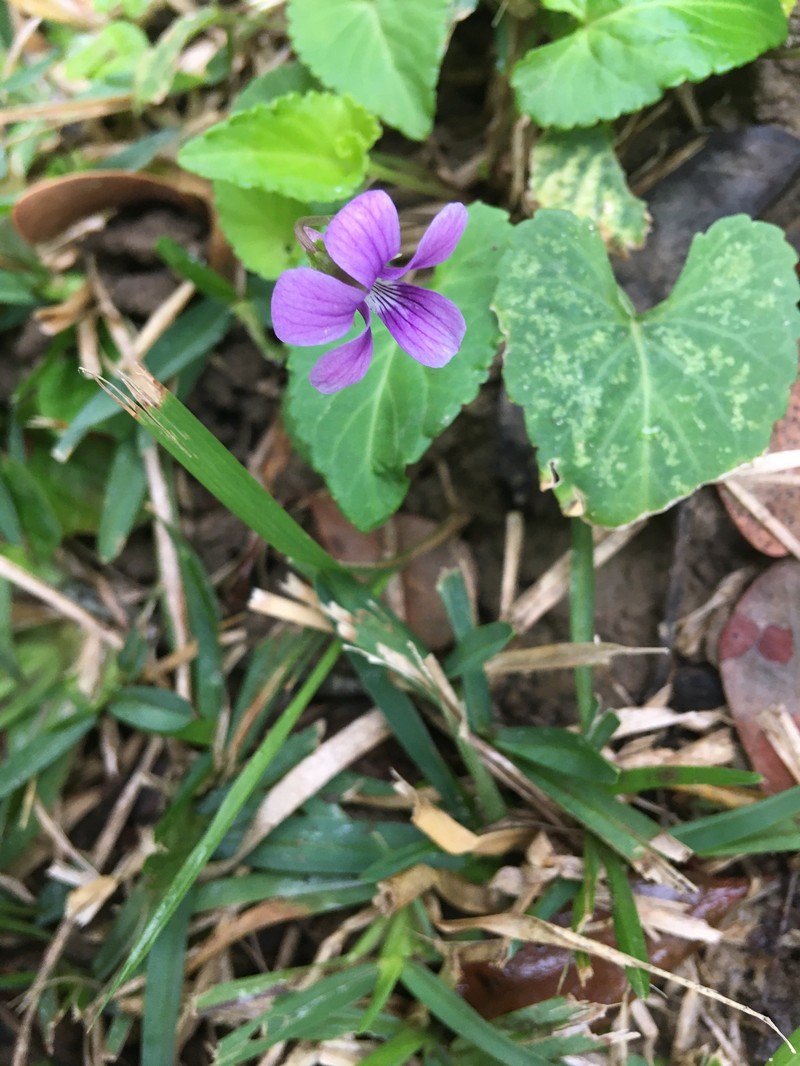 Viola philippica var. pseudojaponica photo 2