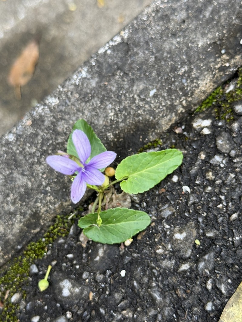 Viola philippica var. pseudojaponica photo 3