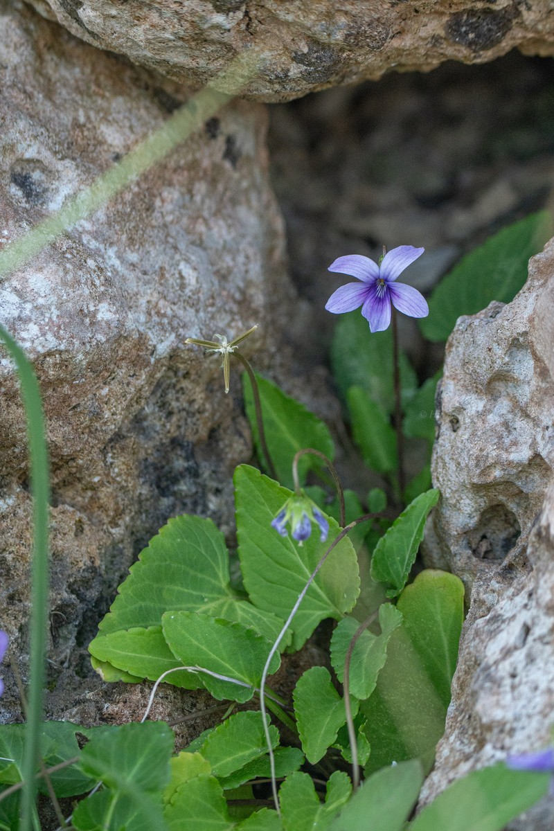 Viola philippica var. pseudojaponica photo 4