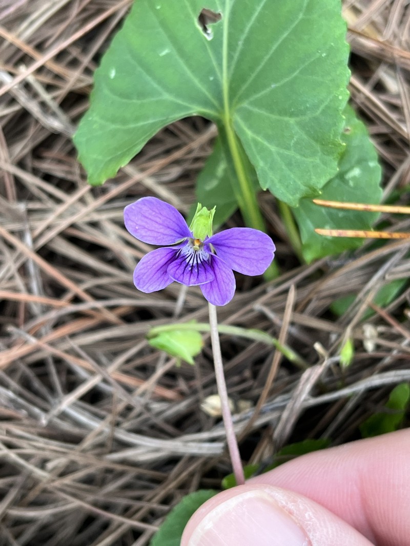 Viola philippica var. pseudojaponica photo 5